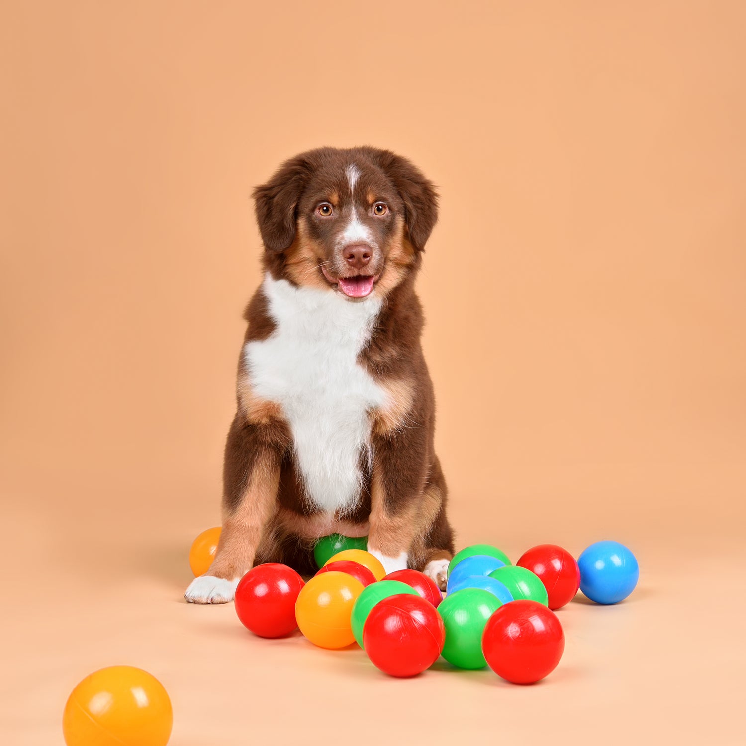 playing-australian-shepherd-puppy-2024-04-10-22-19-07-utc.jpg